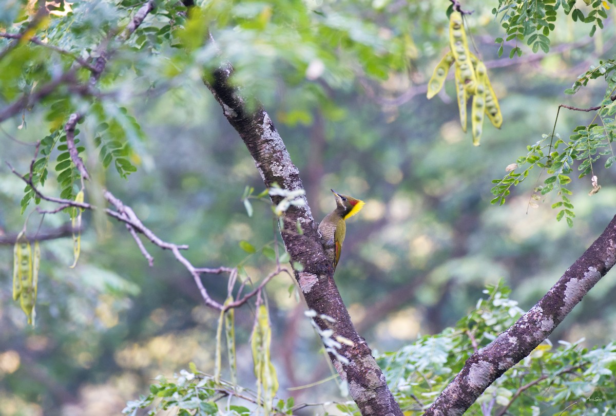 Pito Crestigualdo - ML645933444