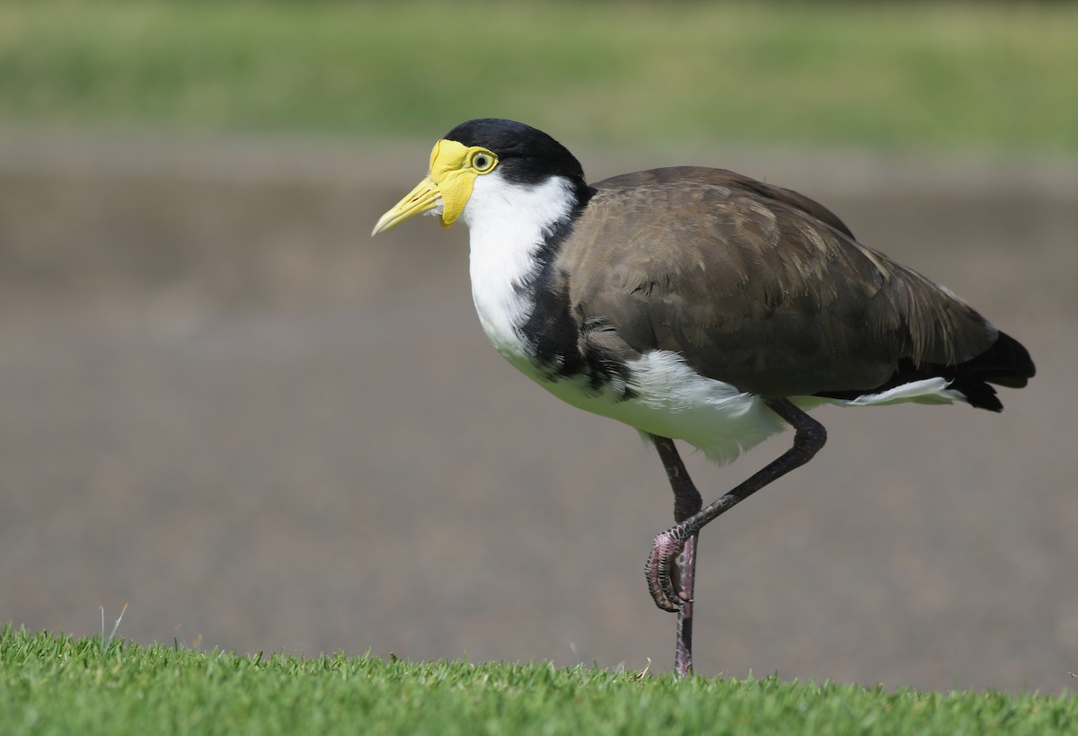 Masked Lapwing - ML645933446