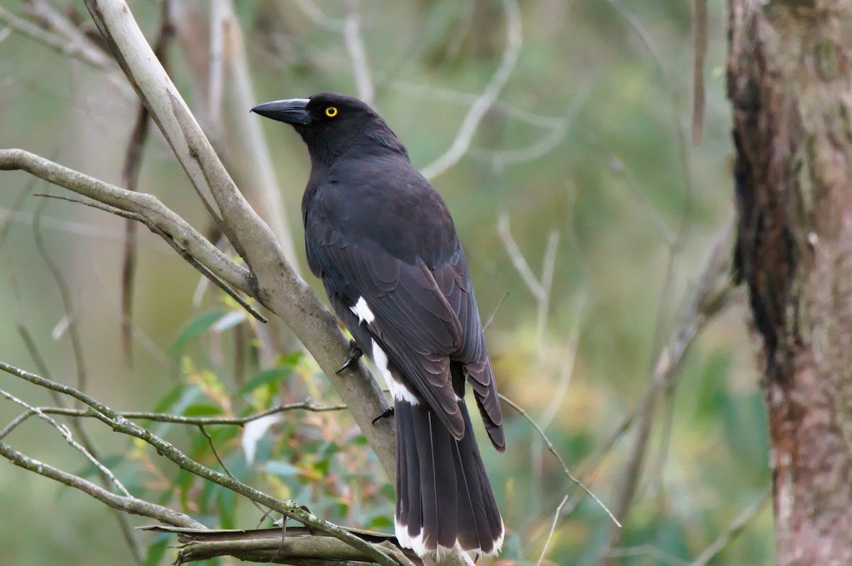 Pied Currawong - ML645933447