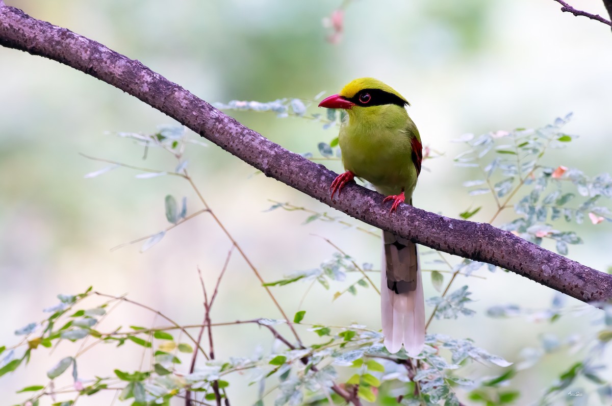 Common Green-Magpie - ML645933450