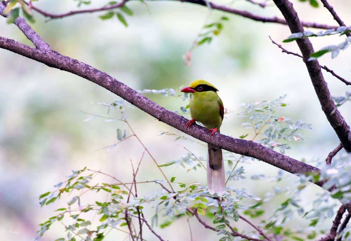 Common Green-Magpie - ML645933451