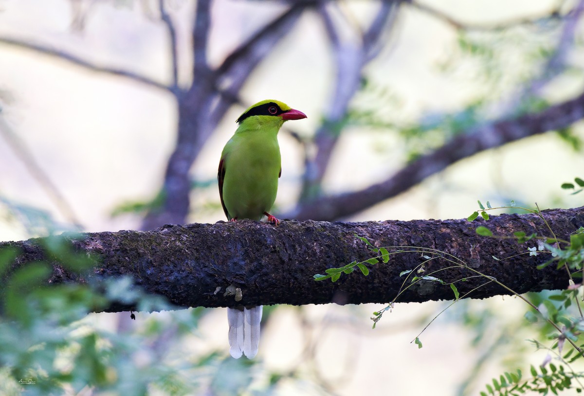 Common Green-Magpie - ML645933452