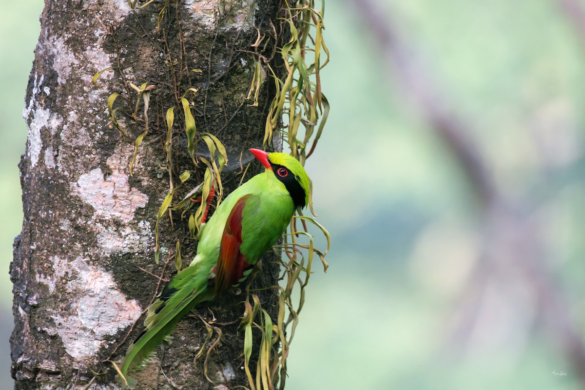 Common Green-Magpie - ML645933454