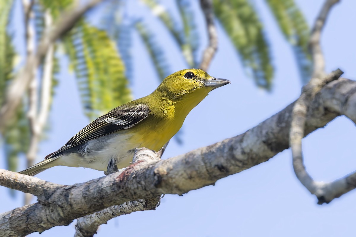 Yellow-throated Vireo - ML645933458