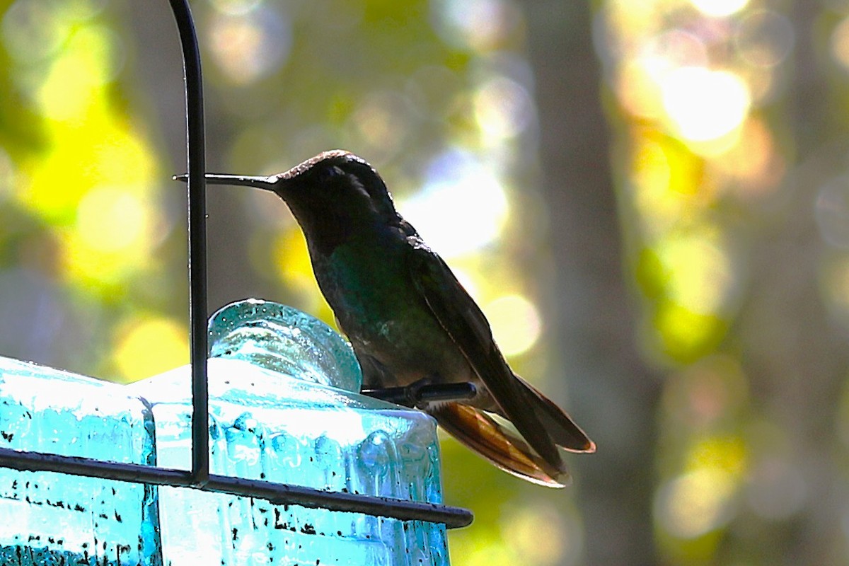 Purple-throated Mountain-gem - ML645933463