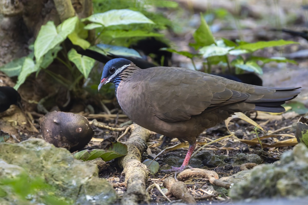 Blue-headed Quail-Dove - ML645933469