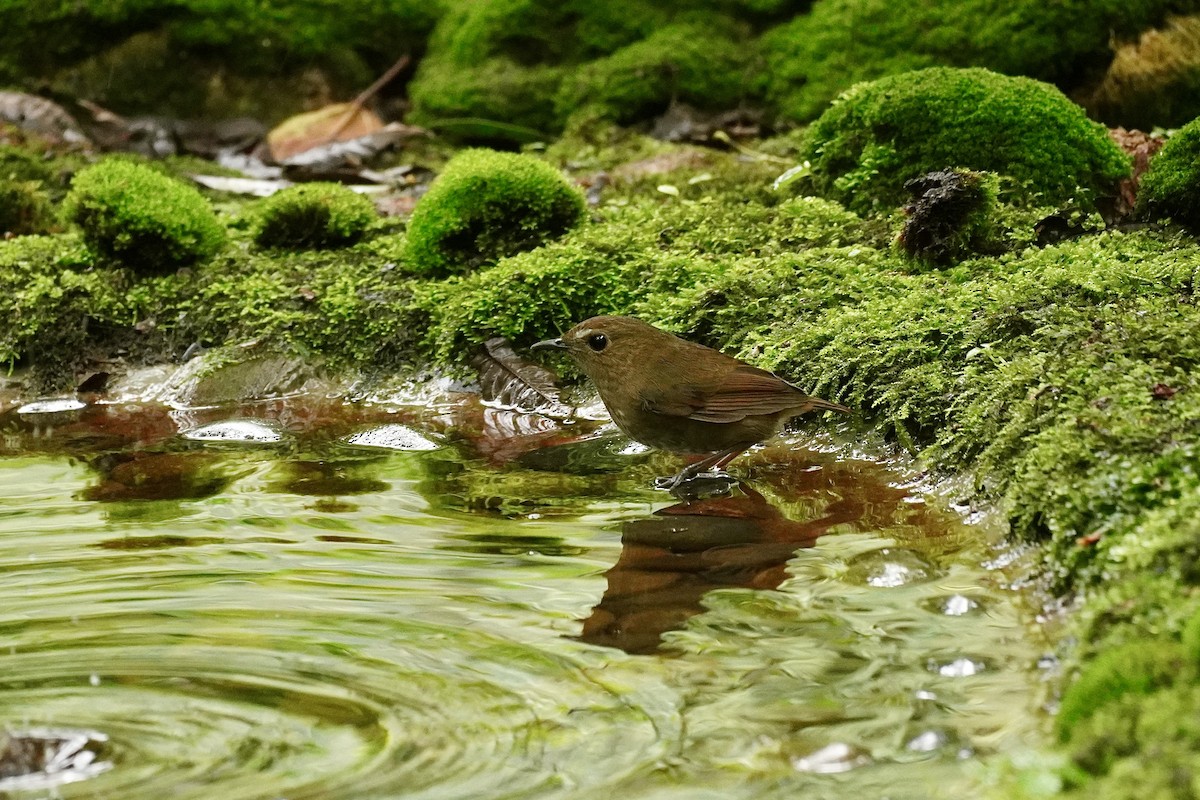 Lesser Shortwing - ML645933473