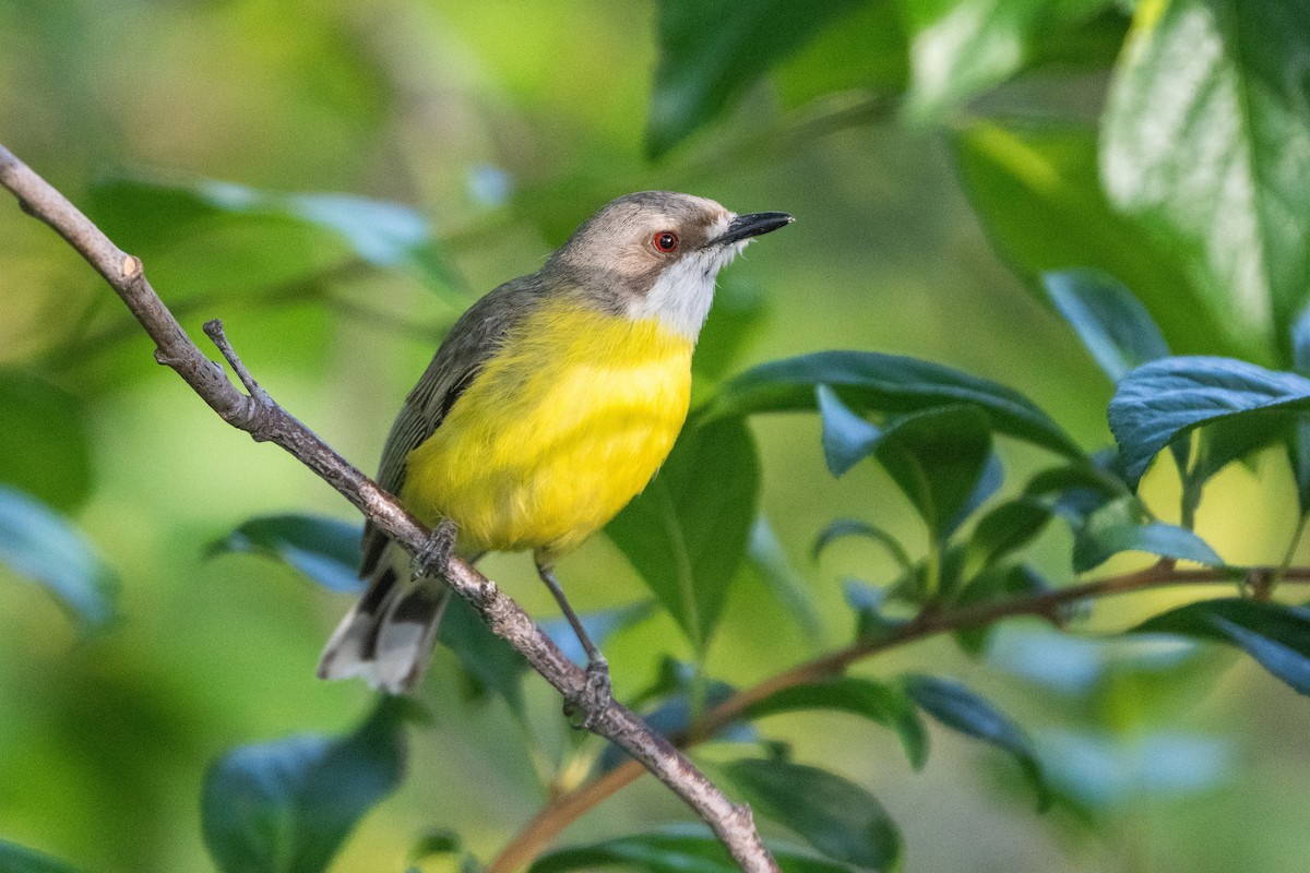 White-throated Gerygone - ML645933482