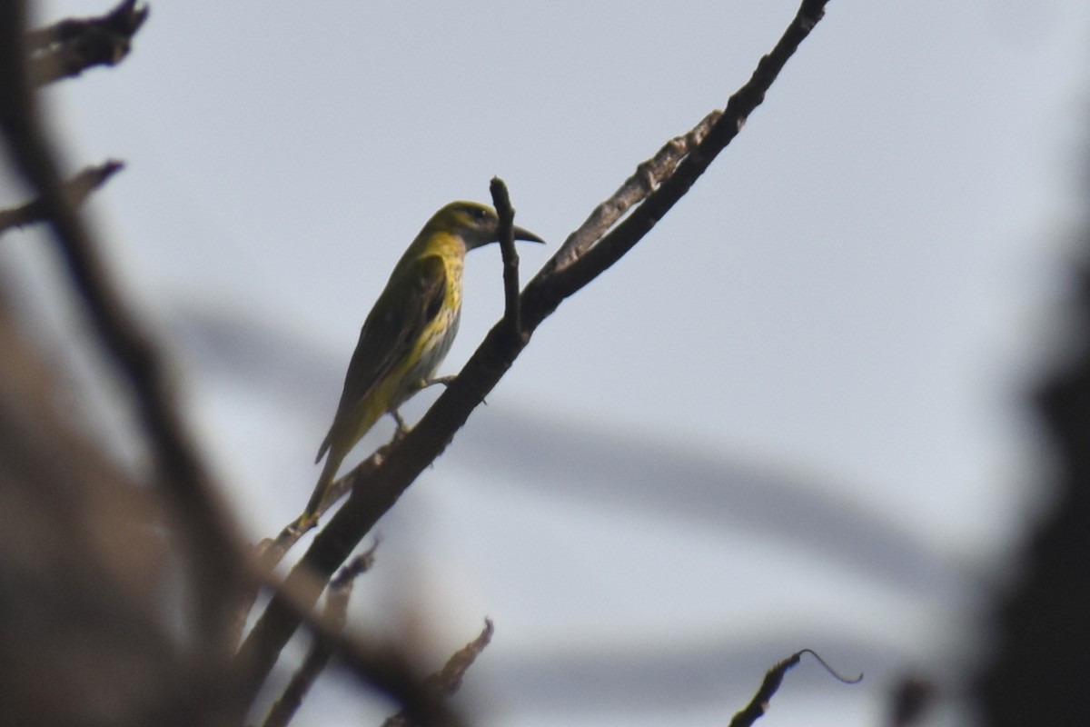 Indian Golden Oriole - ML645933493