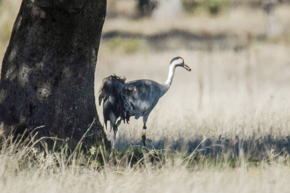 Common Crane - ML645933502
