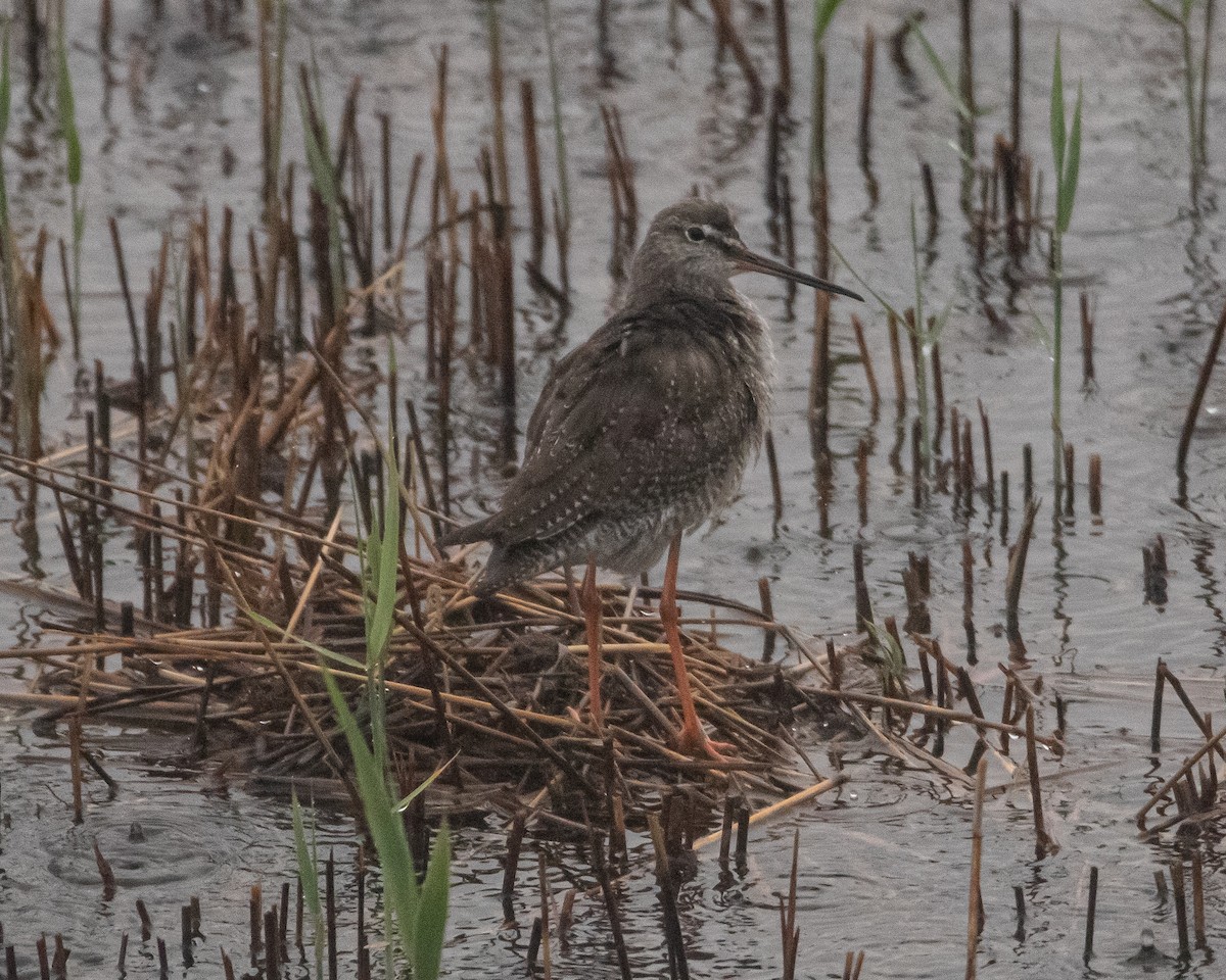 Spotted Redshank - ML645933517