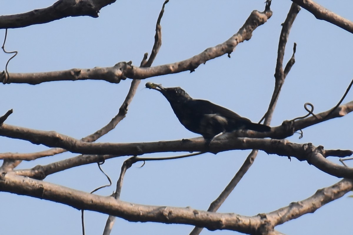 Purple Sunbird - ML645933519