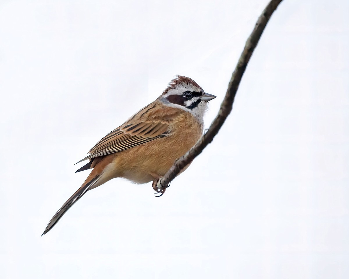 Meadow Bunting - ML645933521