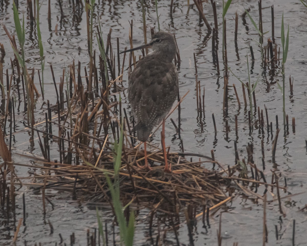 Spotted Redshank - ML645933522