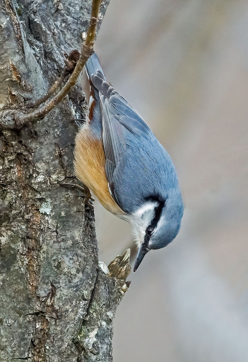 Garrapo eurasiarra - ML645933524