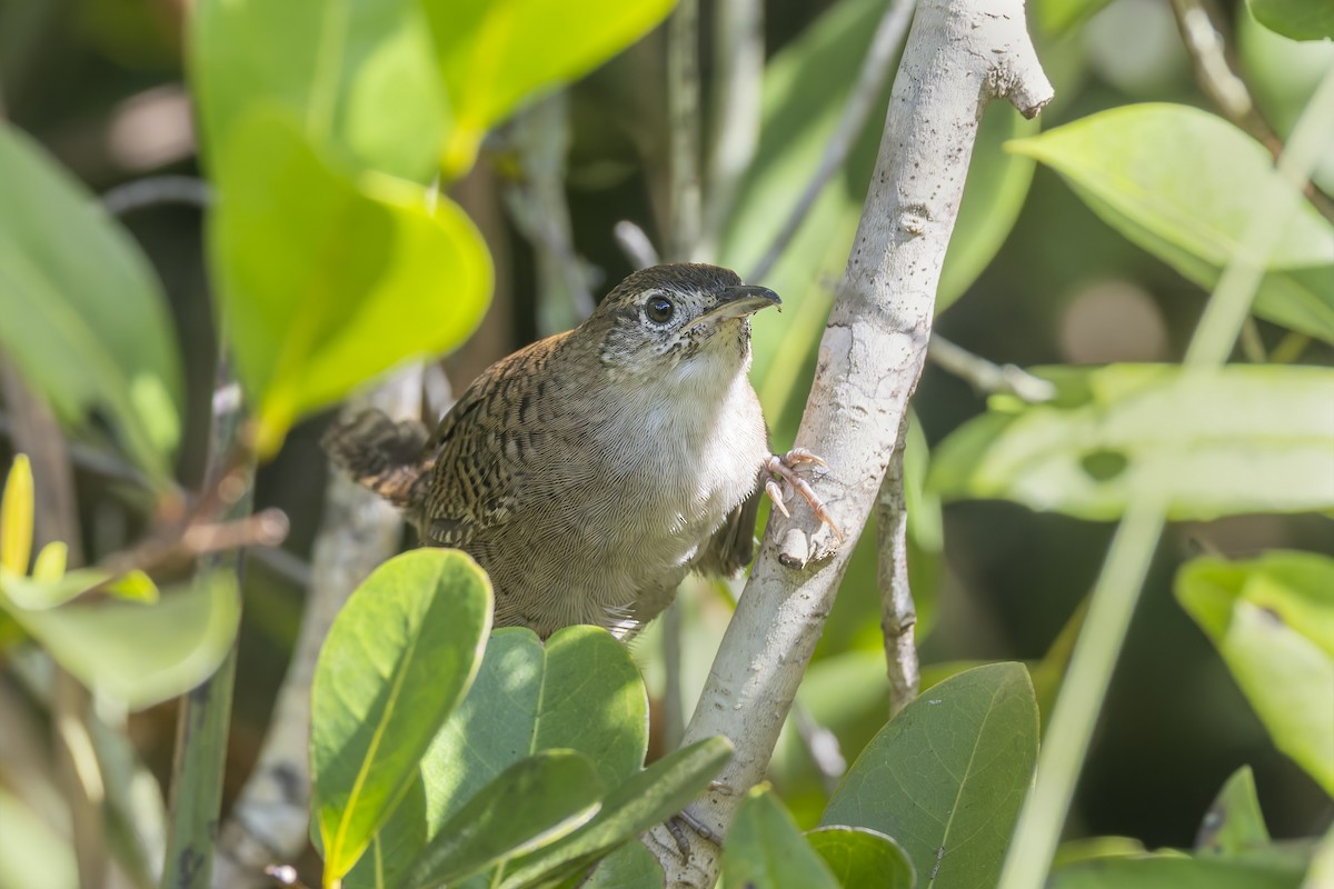 Kubazaunkönig - ML645933530