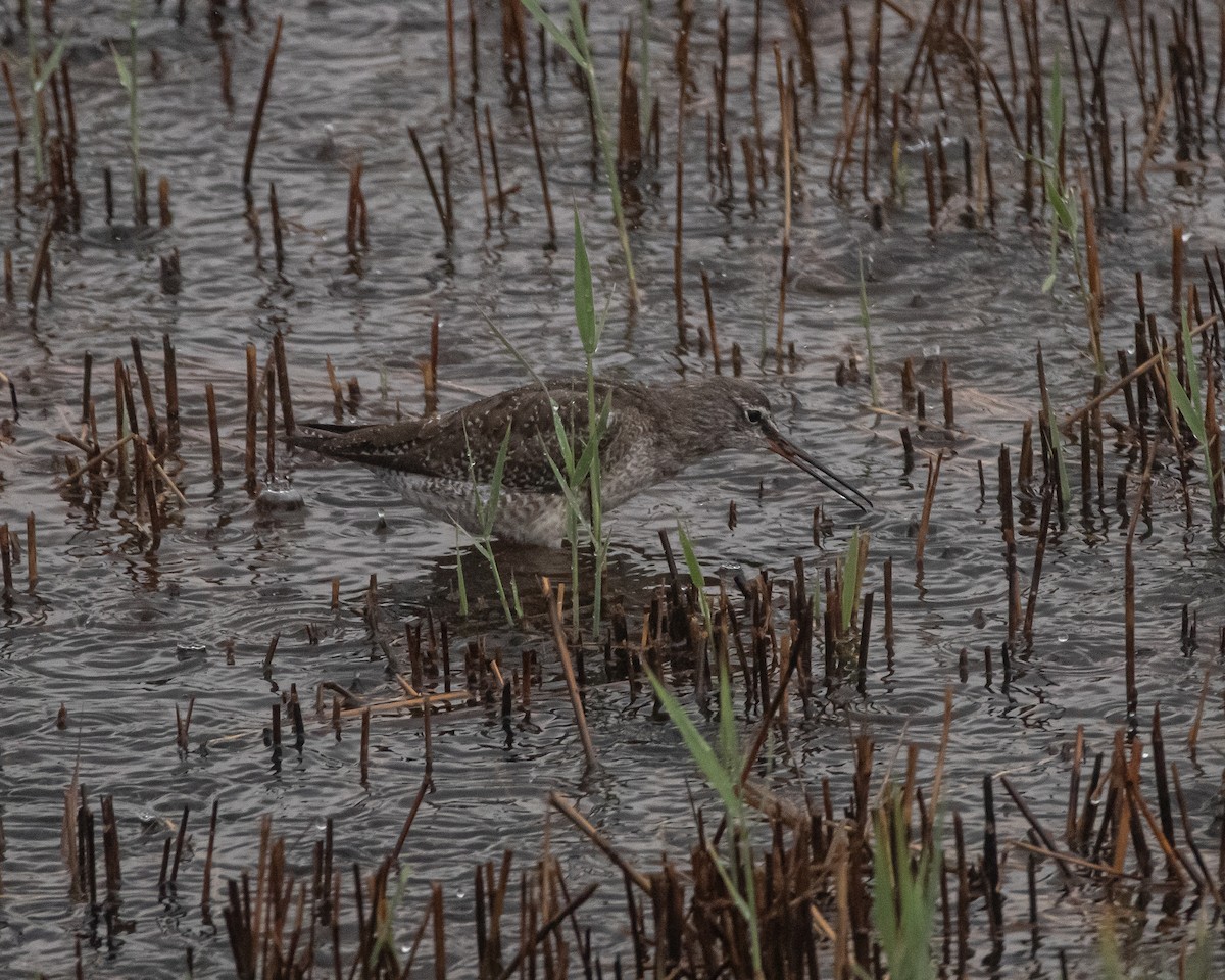 Spotted Redshank - ML645933532