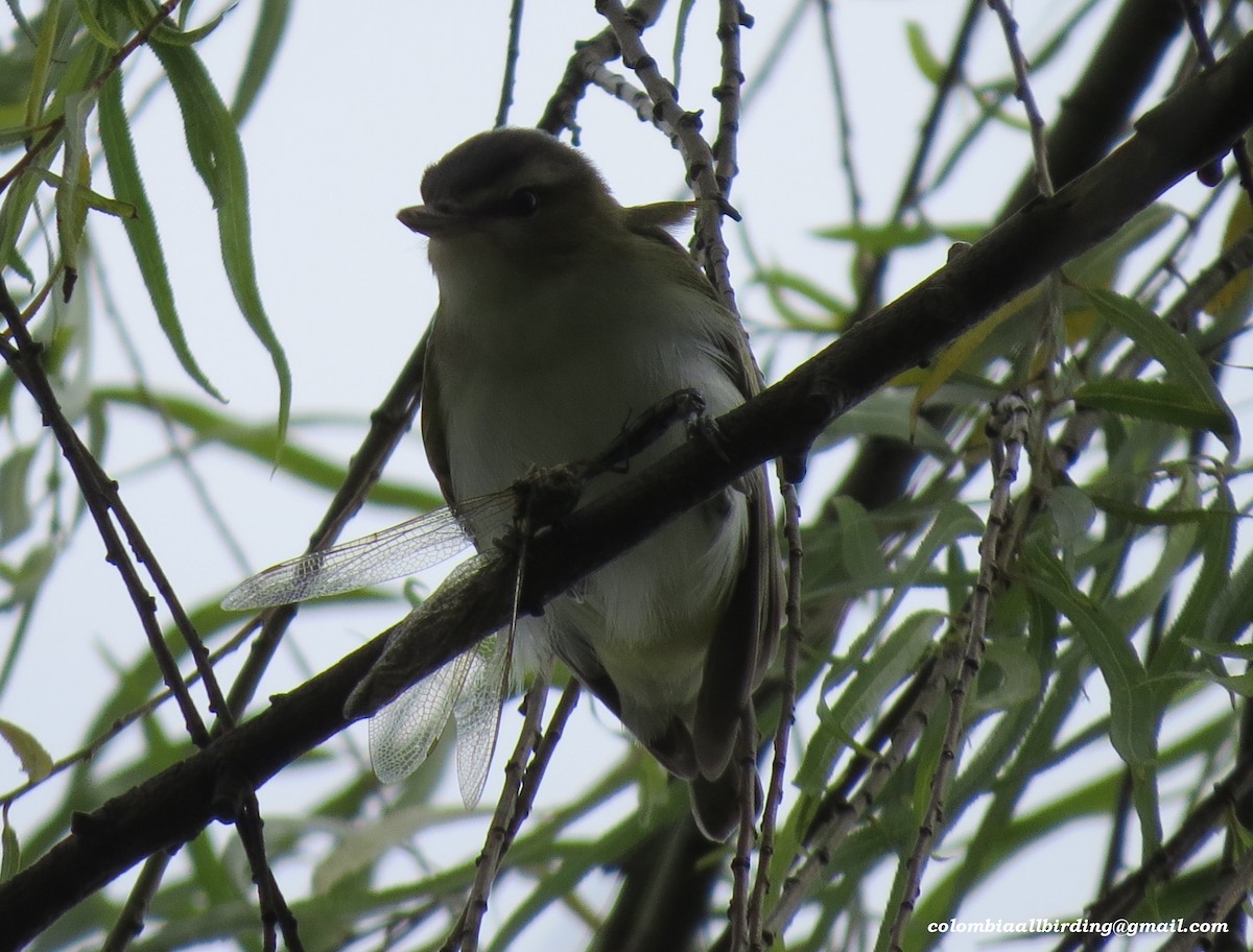 アカメモズモドキ - ML645933533