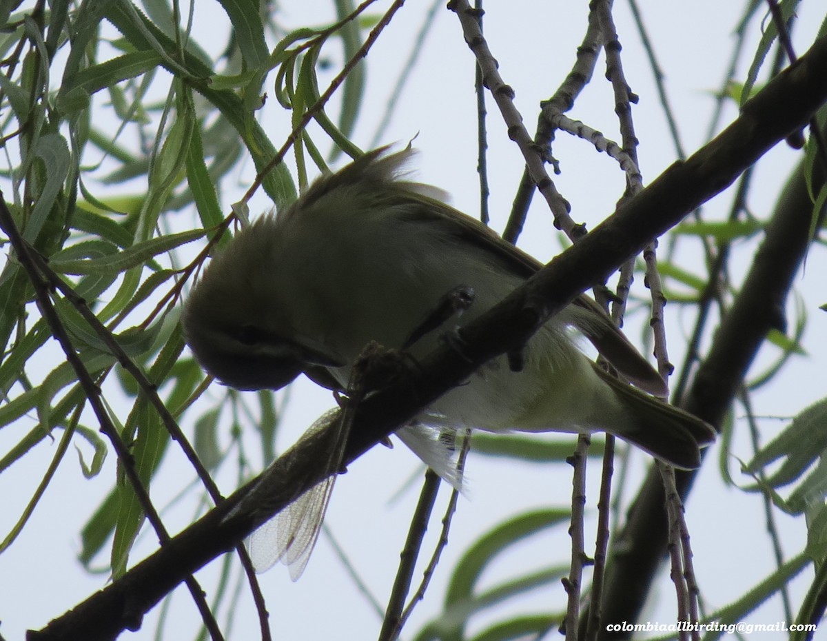 アカメモズモドキ - ML645933537