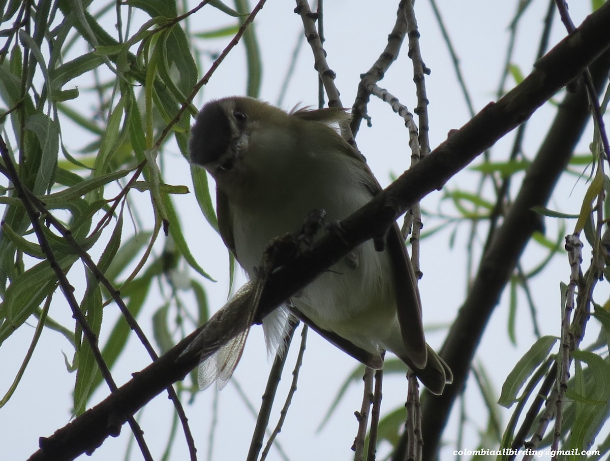 アカメモズモドキ - ML645933538