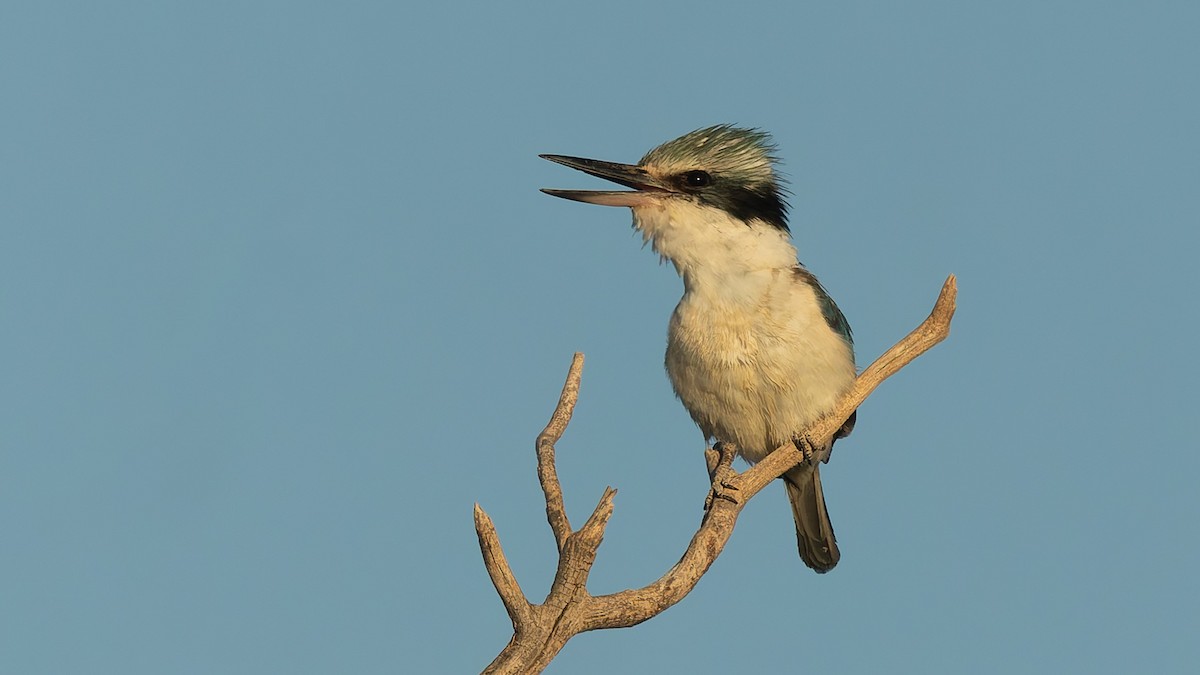 Kırmızı Belli Yalıçapkını - ML645933541