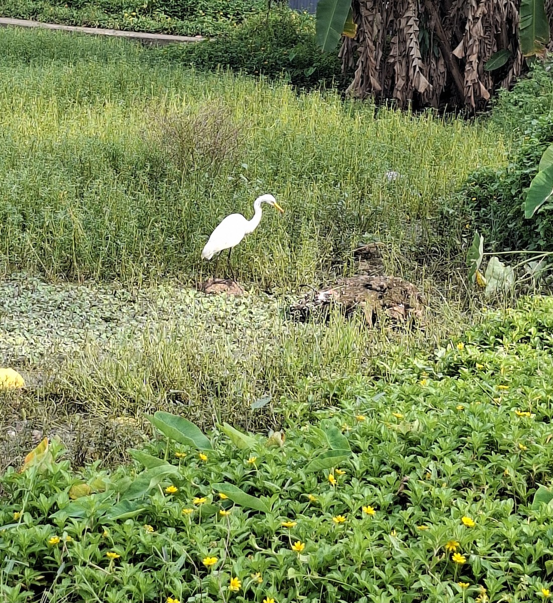Great Egret - ML645933545