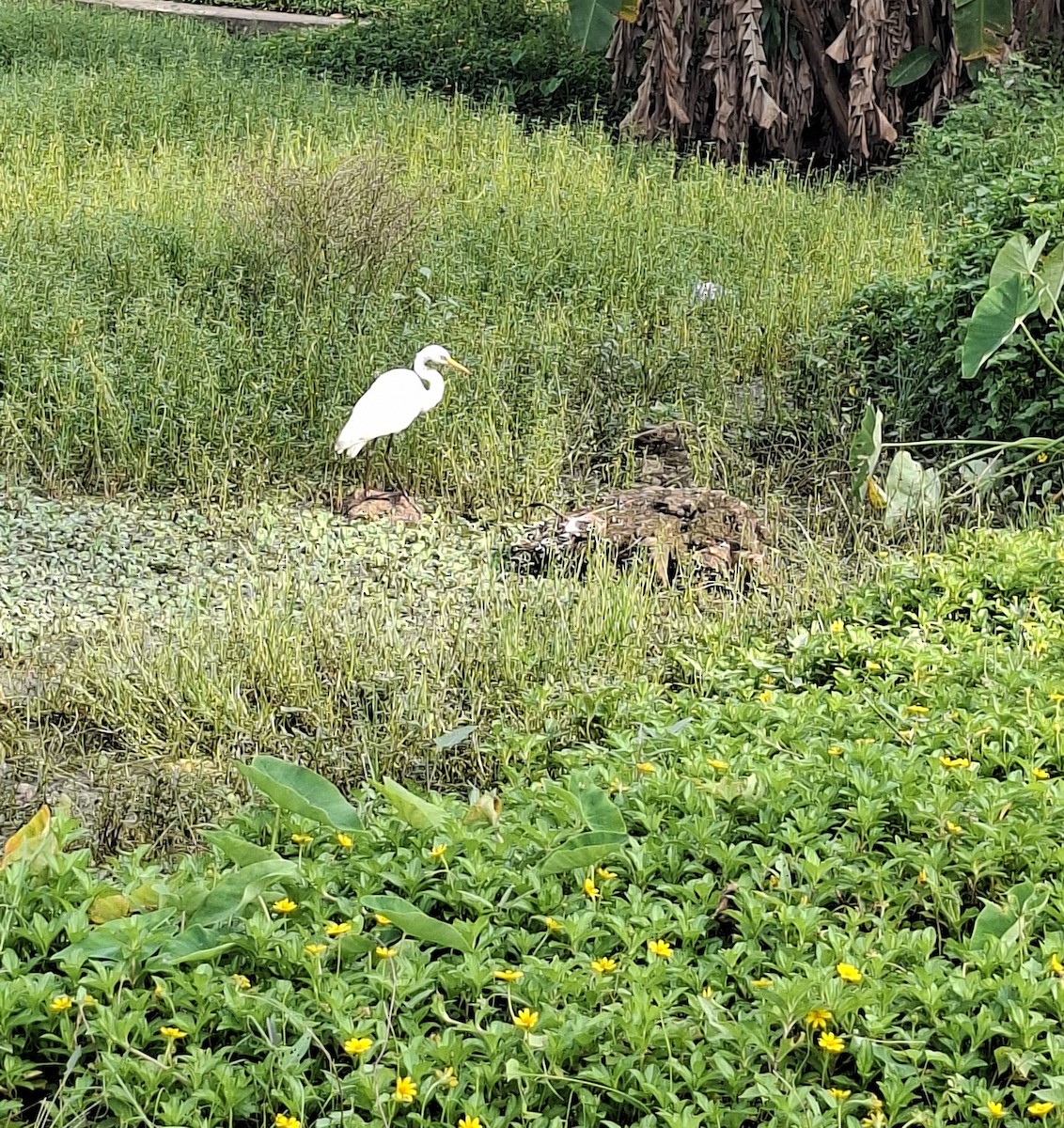 Great Egret - ML645933549