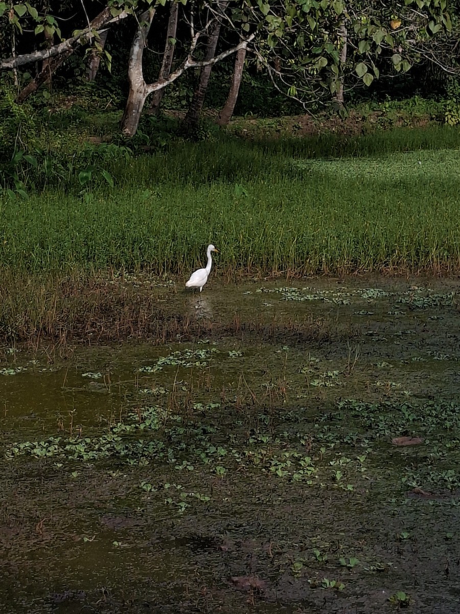 Great Egret - ML645933550