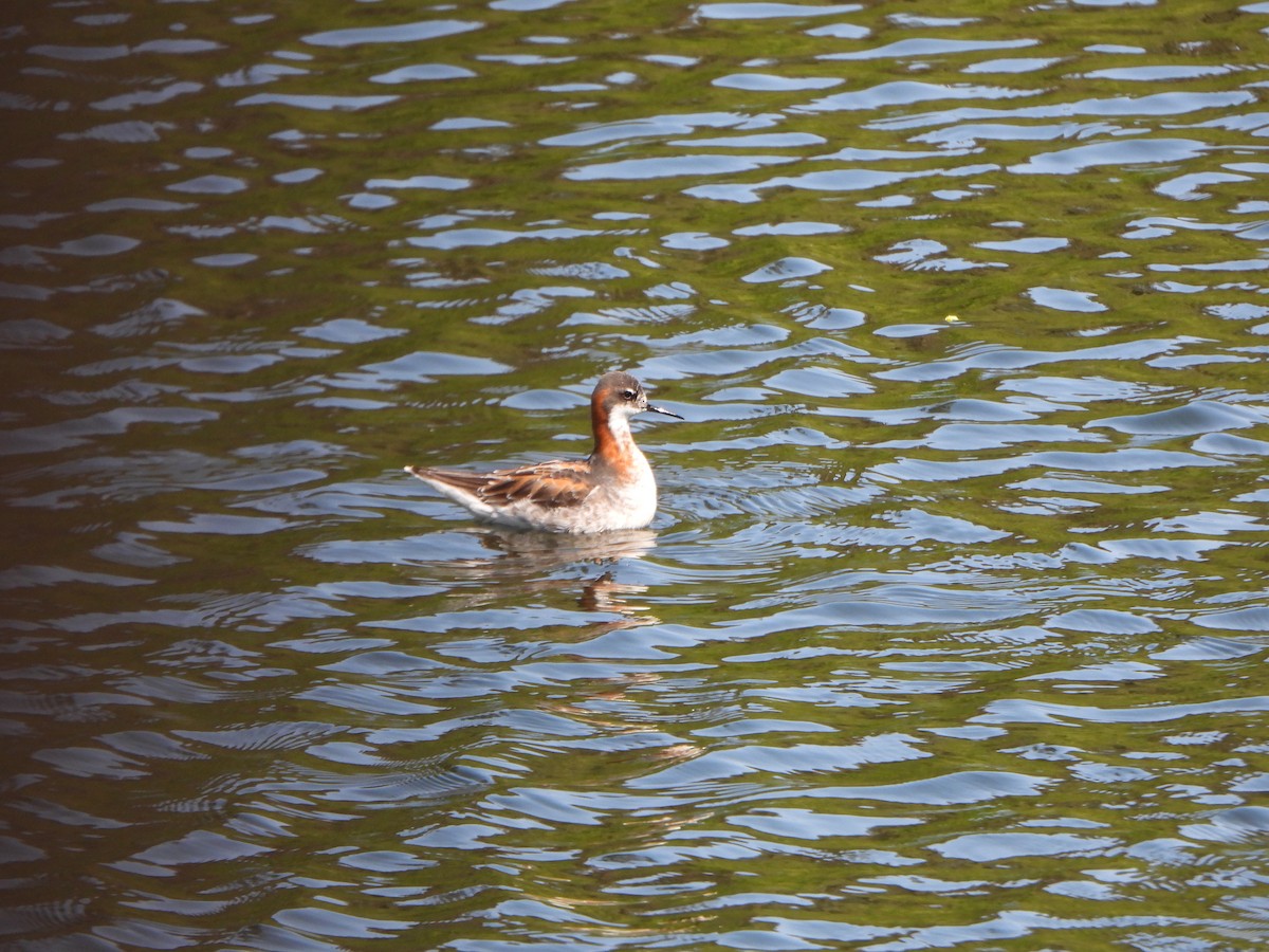 Red-necked Phalarope - ML645933561