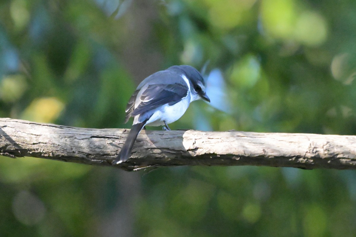 Ryukyu Minivet - ML645933571