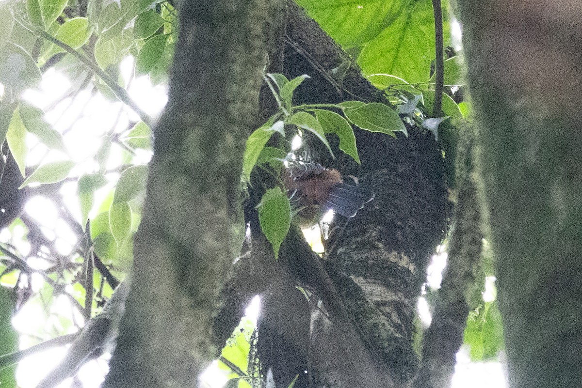 Rufous-backed Sibia - ML645933572