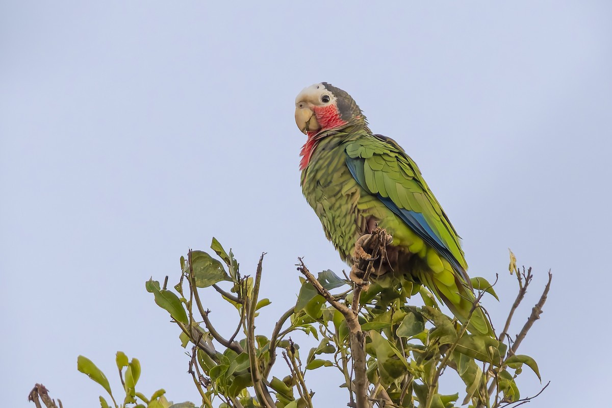 Cuban Amazon (Cuban) - ML645933574