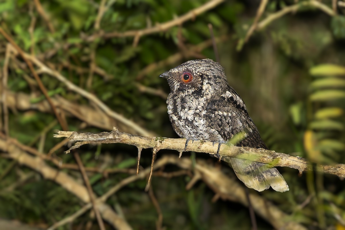 Cuban Nightjar - ML645933575