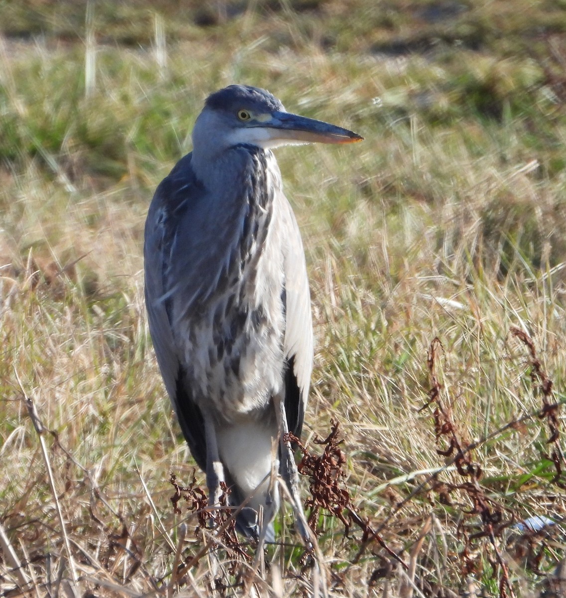 Gray Heron - ML645933577