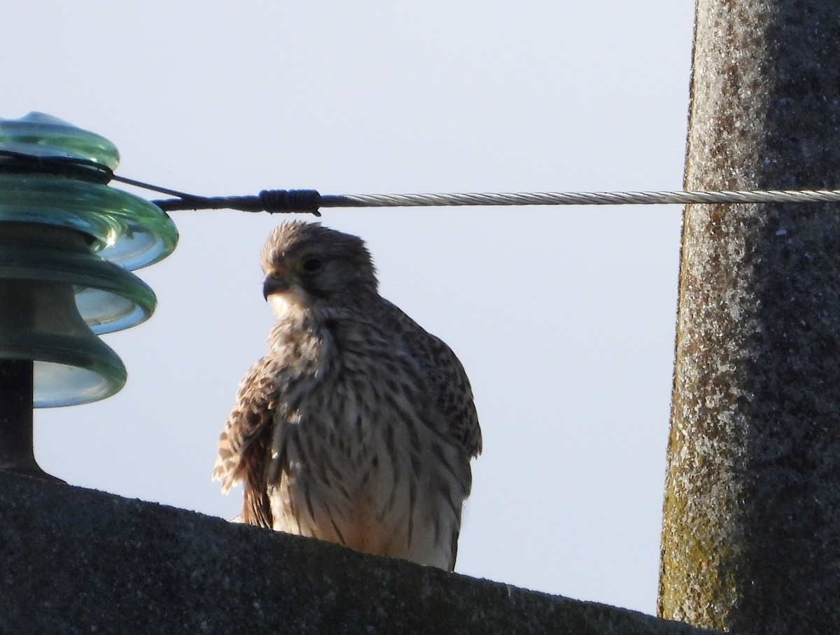 Eurasian Kestrel - ML645933579