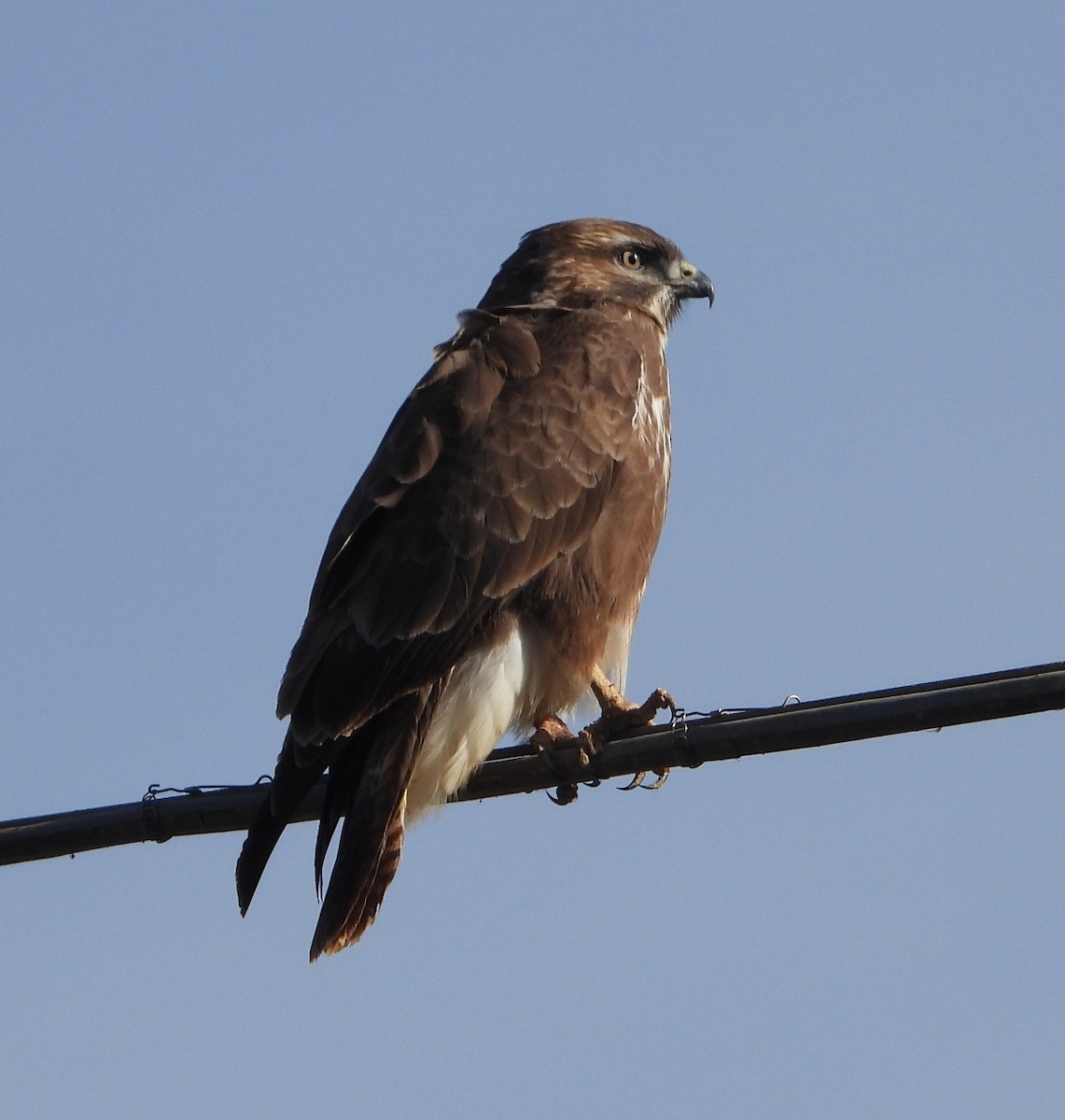 Buse variable - ML645933580