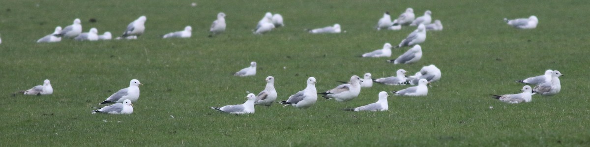 Gaviota Cana - ML645933584