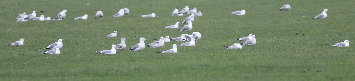 Gaviota Cana - ML645933585