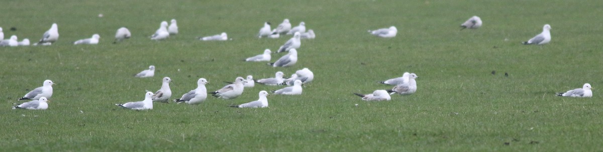 Gaviota Cana - ML645933586