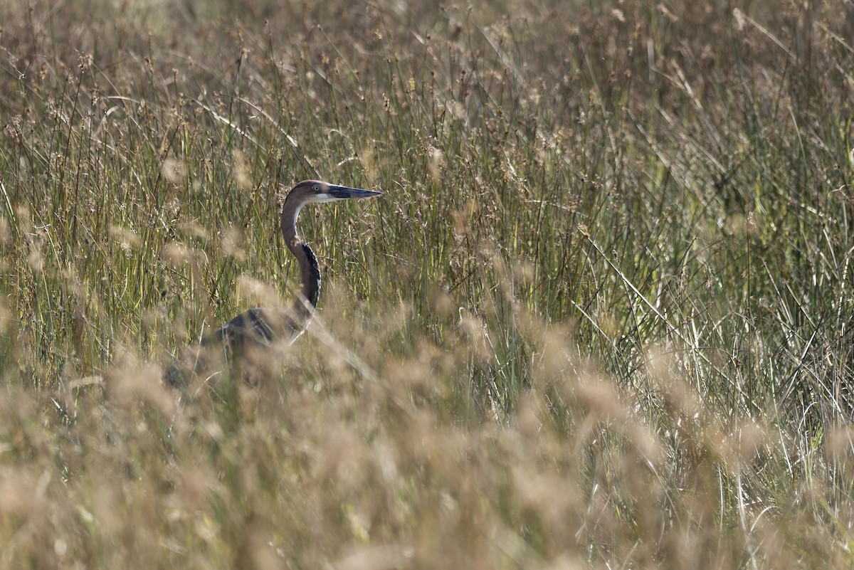 Garza Goliat - ML645933587