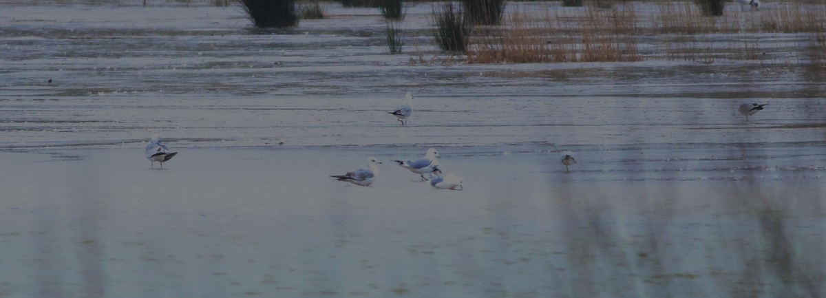 Gaviota Cana - ML645933590