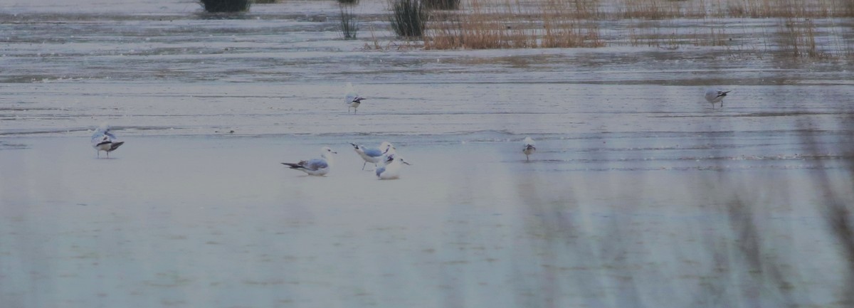 Gaviota Cana - ML645933591