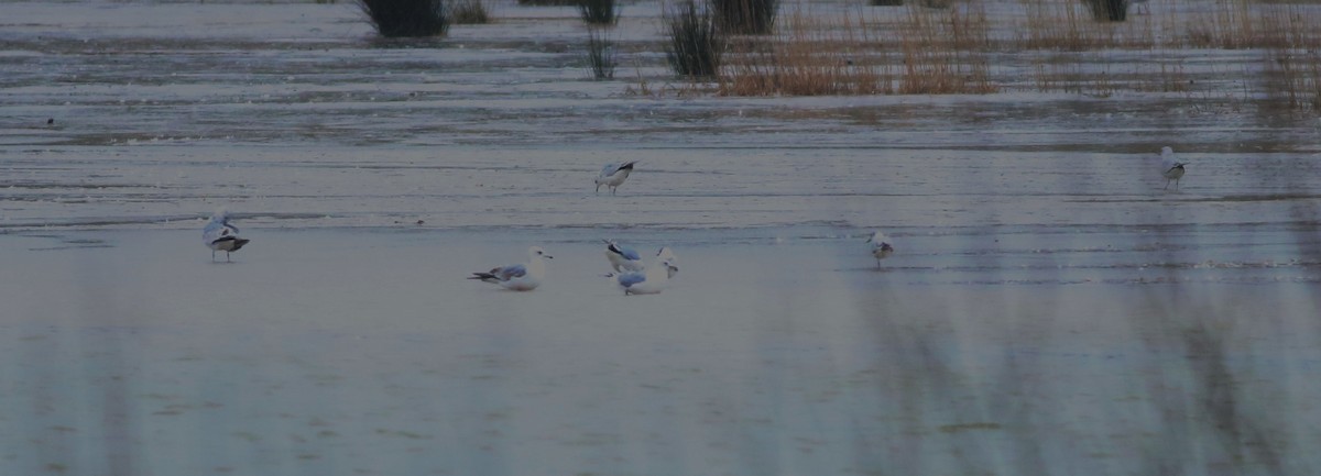 Gaviota Cana - ML645933592