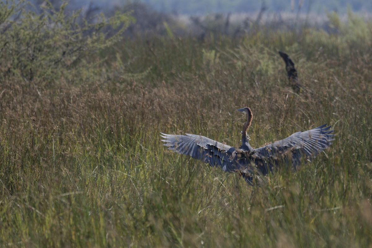 Garza Goliat - ML645933593