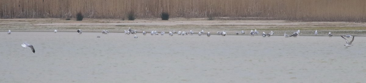 Gaviota Cana - ML645933594