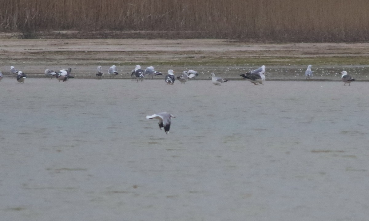 Gaviota Cana - ML645933595