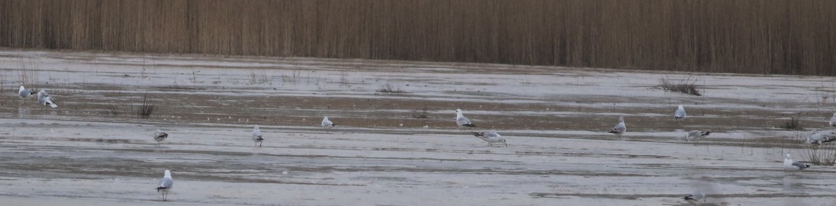 Gaviota Cana - ML645933597