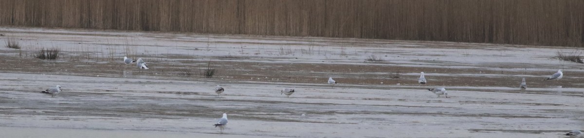 Gaviota Cana - ML645933598