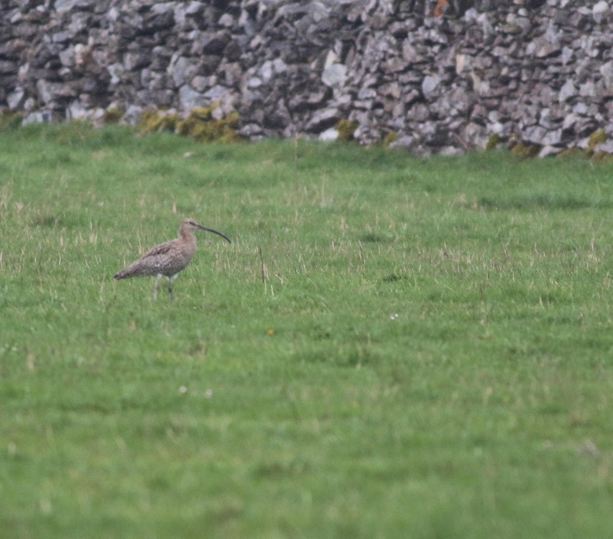 Zarapito Real - ML645933599