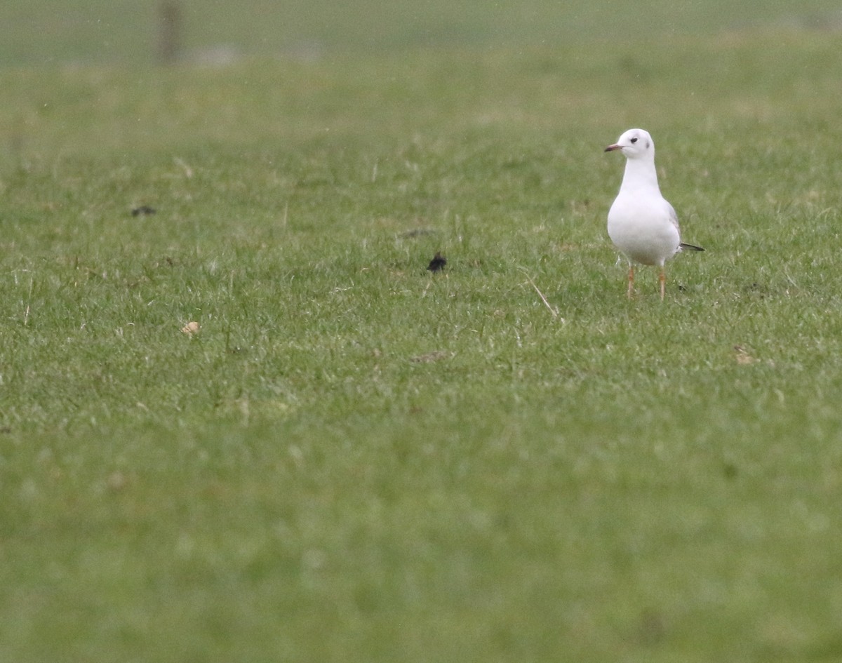 Gaviota Reidora - ML645933600